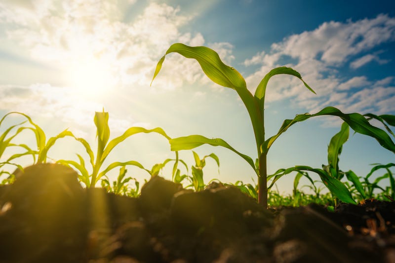 Corn