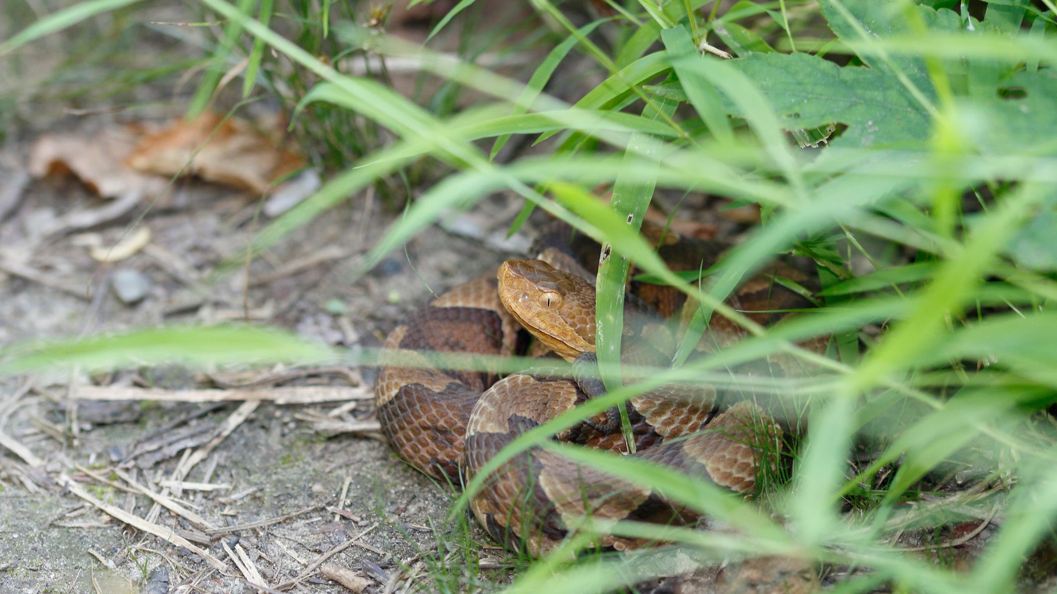 Venomous copperhead found and relocated at Dinosaur Valley State Park
