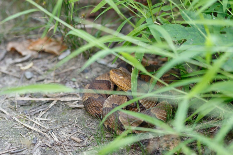 Copperhead
