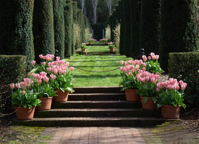 Spring view of Filoli Historic Garden with blooming pink tulips