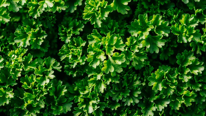 Dole recalls curly leaf parsley harvested in August that could be toxic