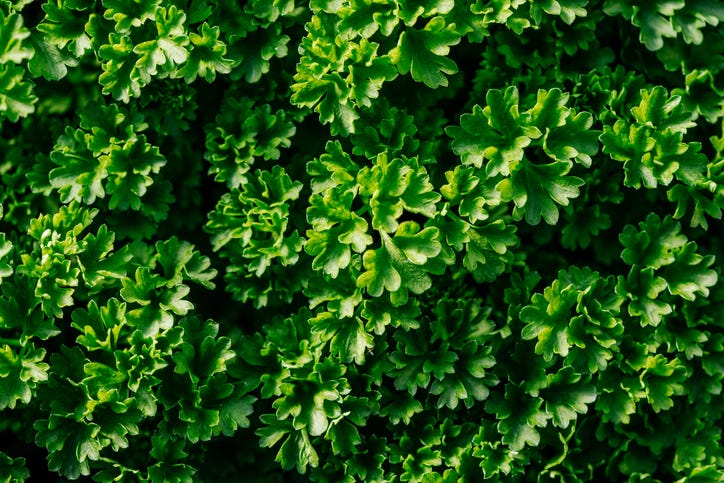 Dole parsley recalled