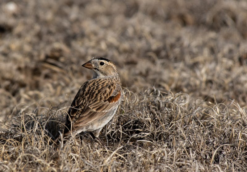 Thick-billed Longspur on the plains of Colorado.