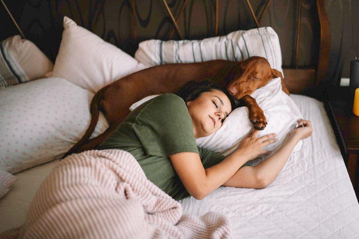 Dog in bed