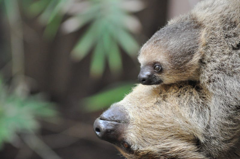 Mother and baby Two-Toed Sloths 
