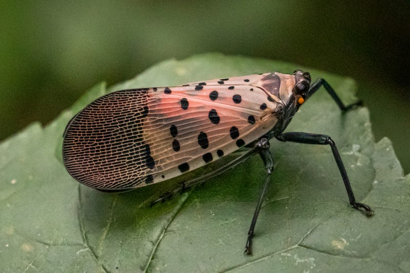 Portrait of a single spotted lanternfly in a natural background.