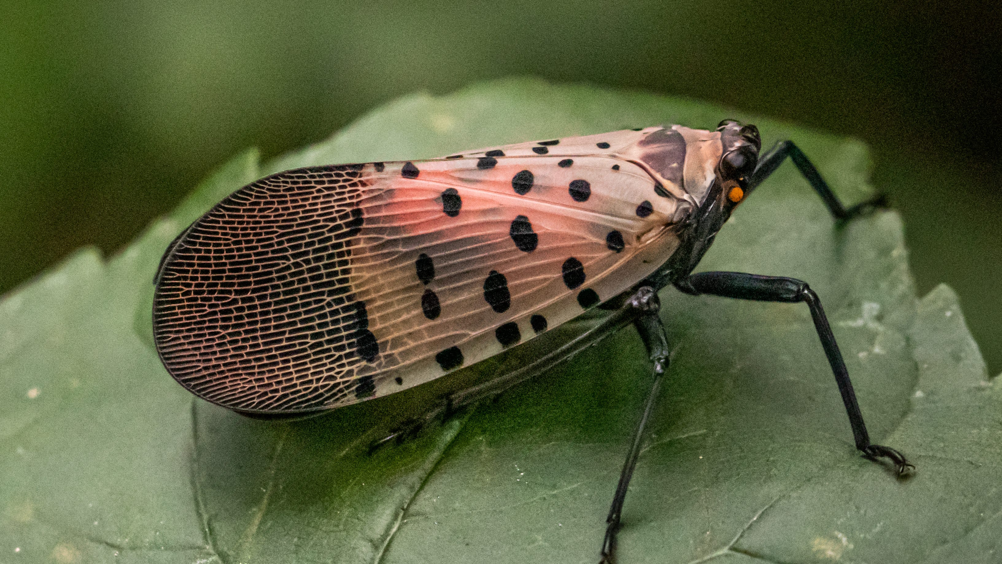 Pennsylvania to spray in attempt to control spotted lanternfly spread