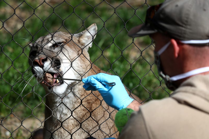 Animal keeper Sam Delzell feeds a mountain lion at the Oakland Zoo on April 16, 2020 in Oakland, California.