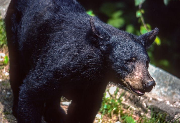 Bear