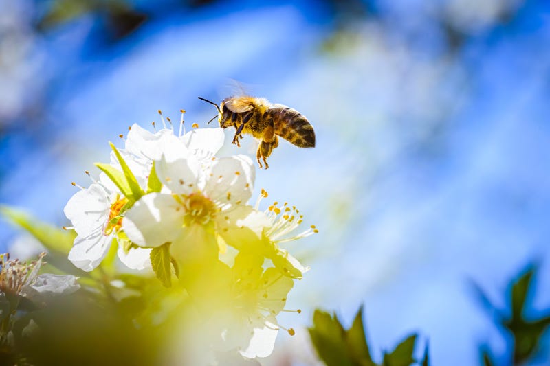 bees