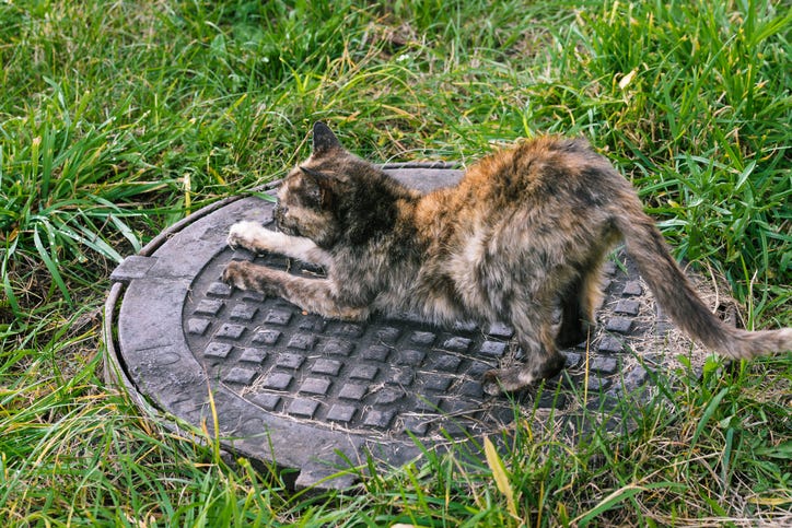Kitten storm drain