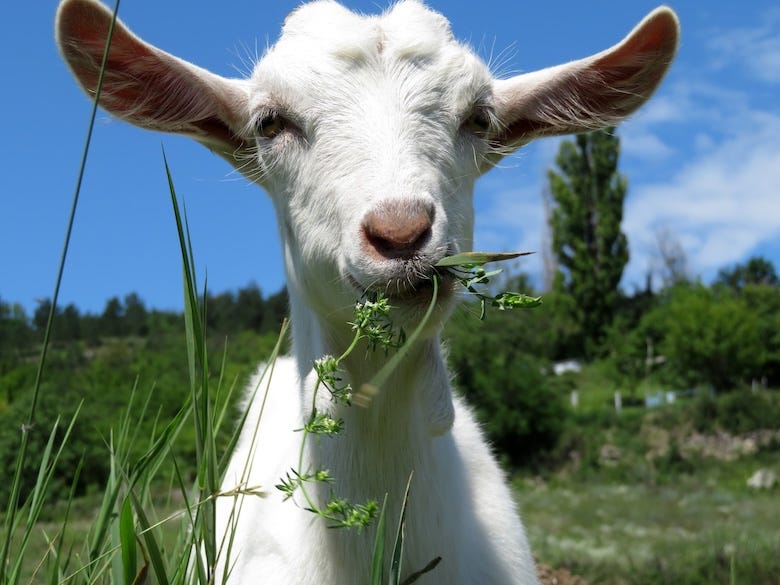 Goat eating grass in a summer meadow 