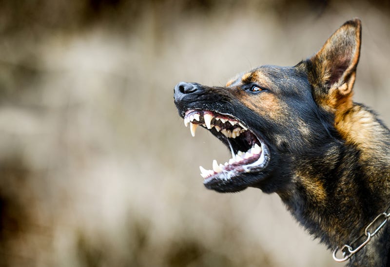 rabid dog