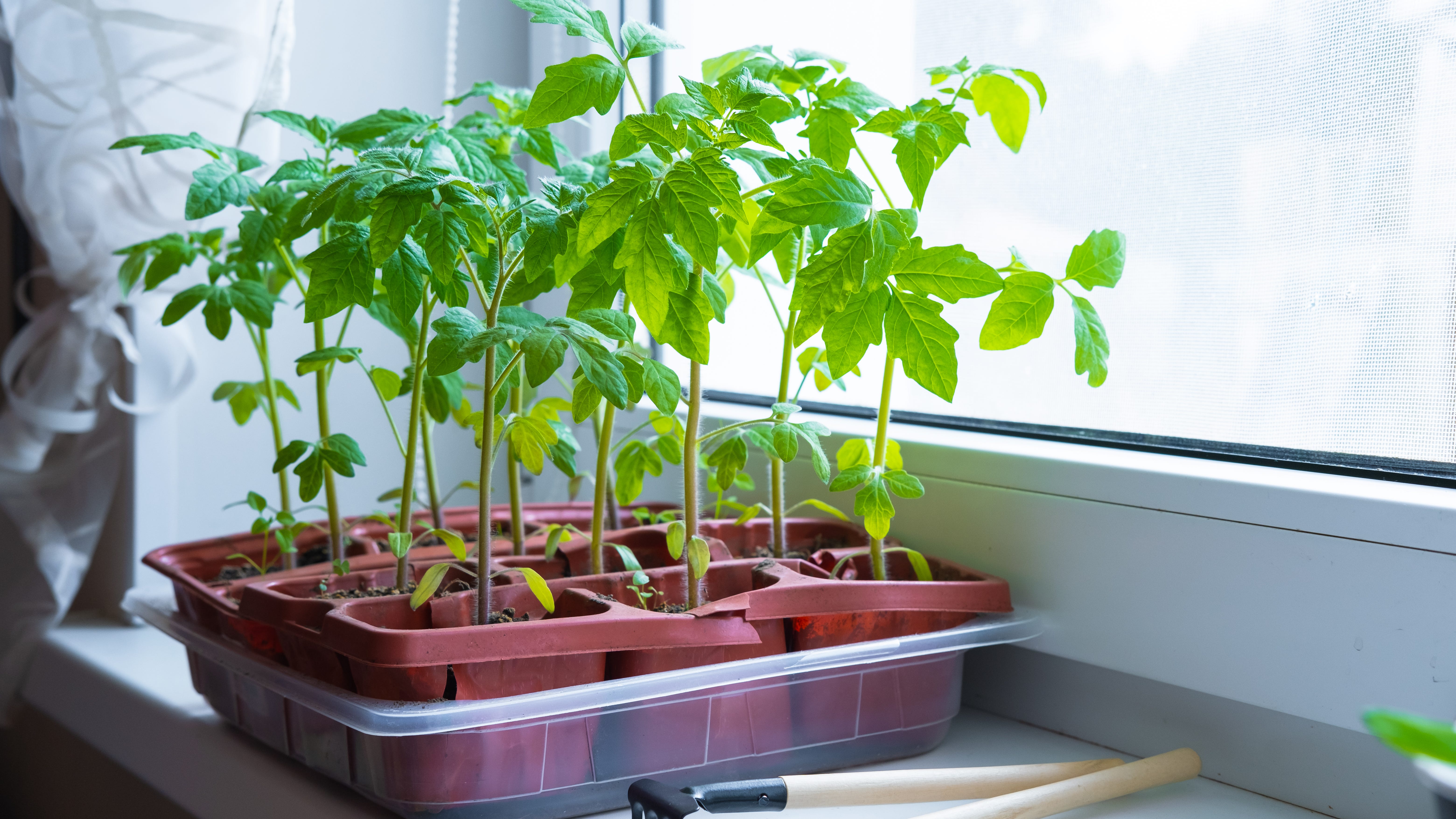 Get a jump start on your garden — indoors!