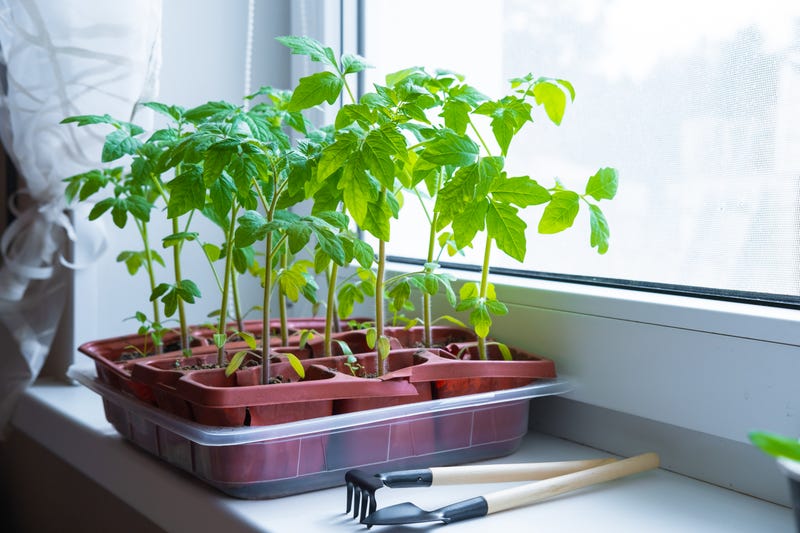 seed starting