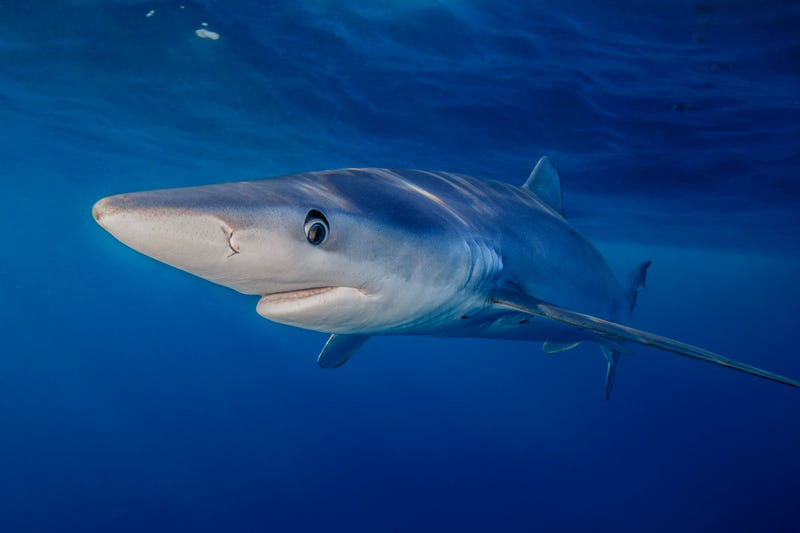blue shark