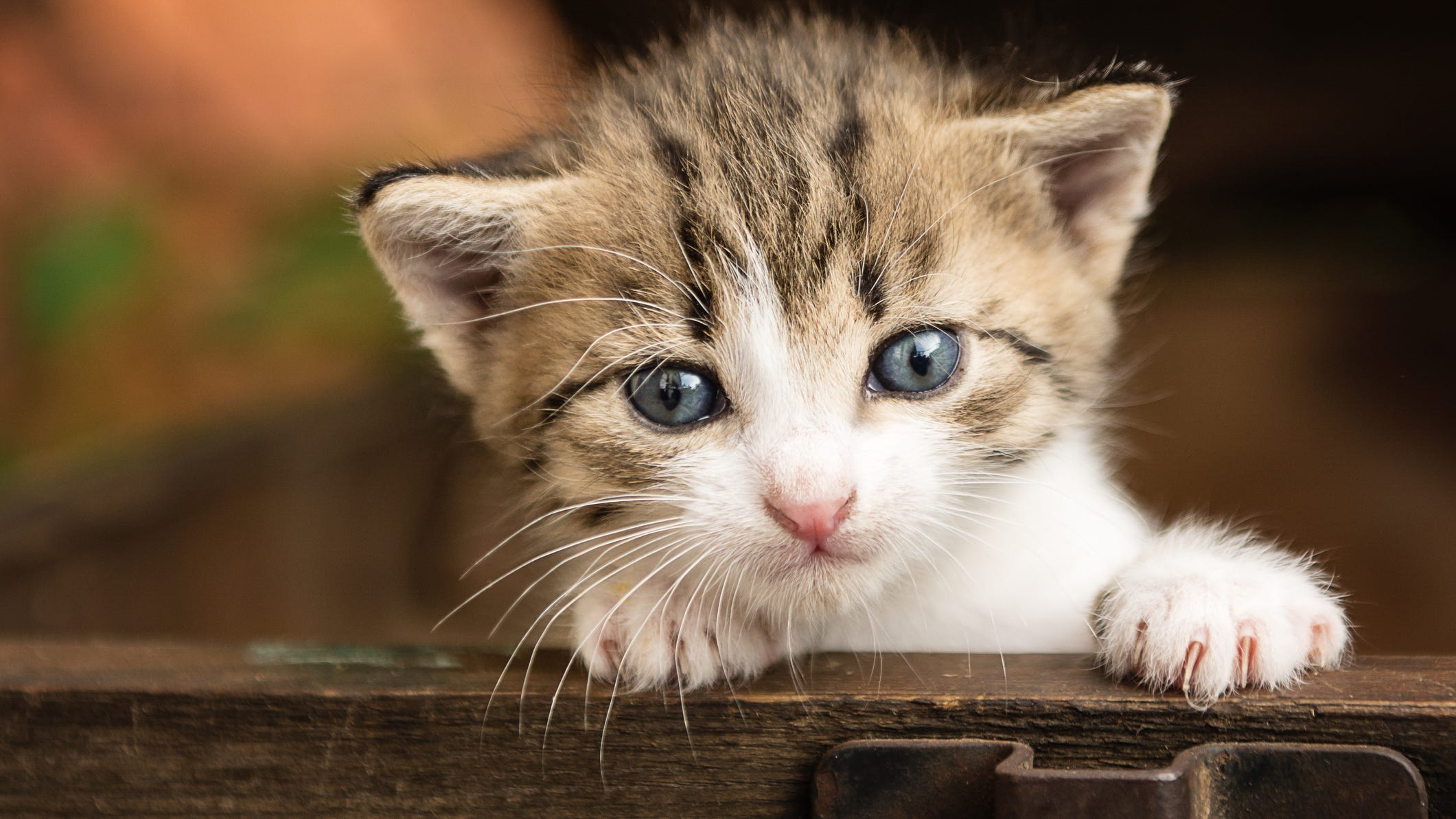 Lawndale man pleads no contest to animal cruelty involving kitten