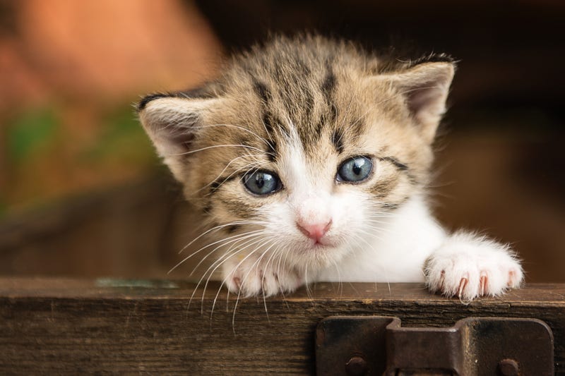 Kitten.