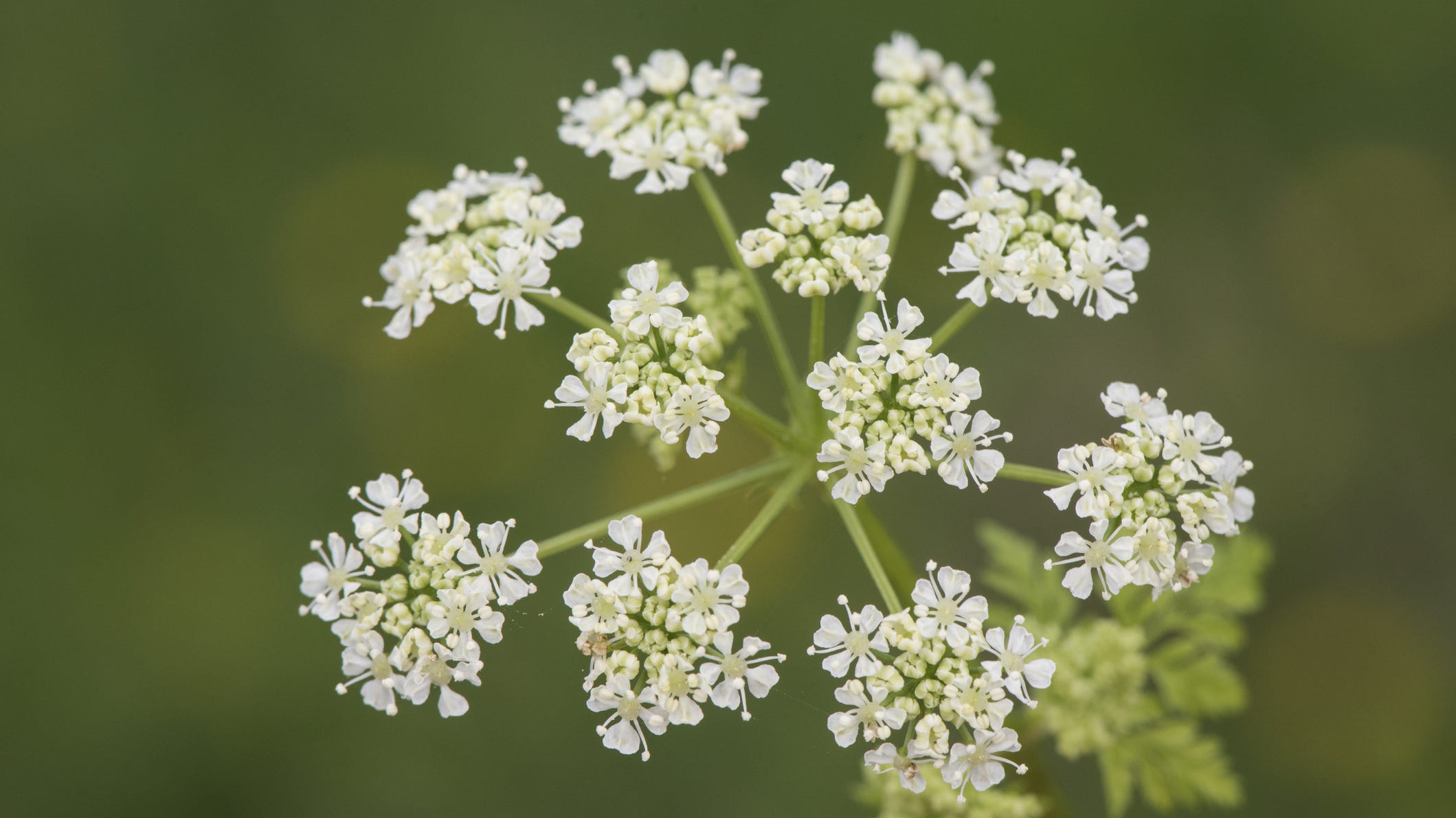 Lancaster woman says she suffered a toxic reaction to poisonous hemlock