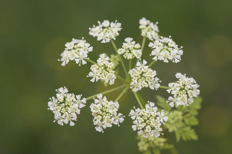Hemlock