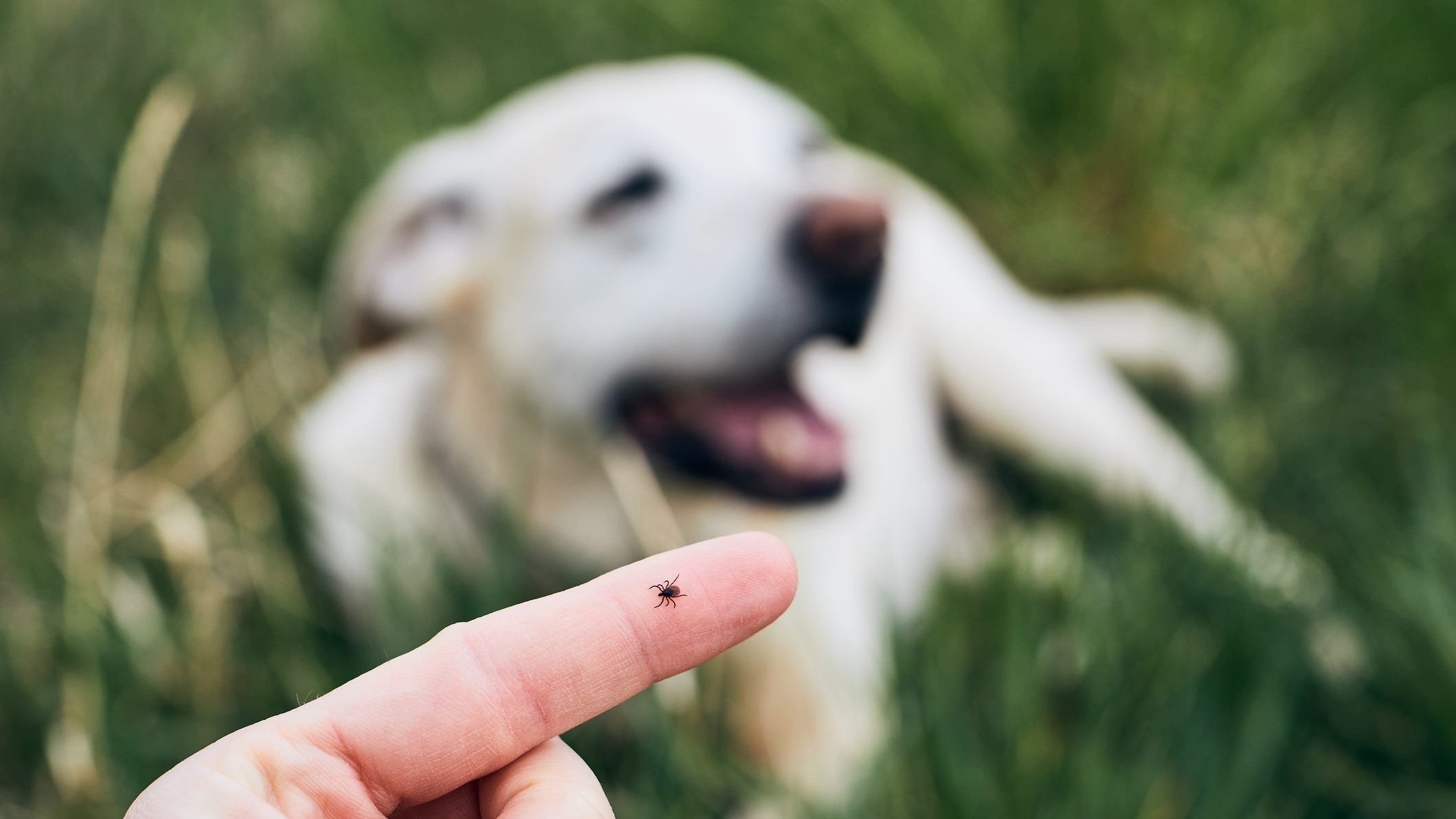 How to spot ticks and prevent Lyme disease