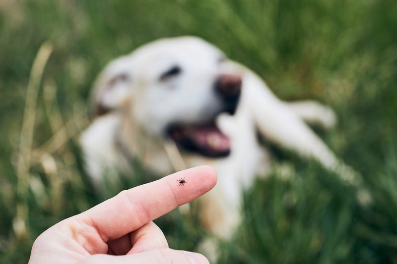 Ticks, Pets, Winter, Minnesota, Warm Weather