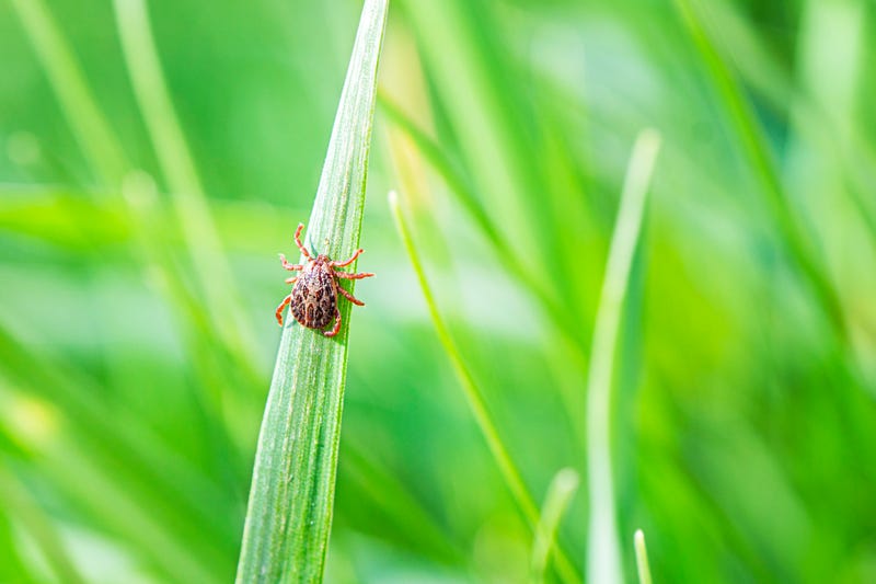Growing number of ticks becoming emerging public health issue