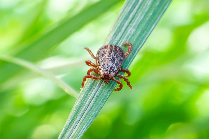 American dog tick