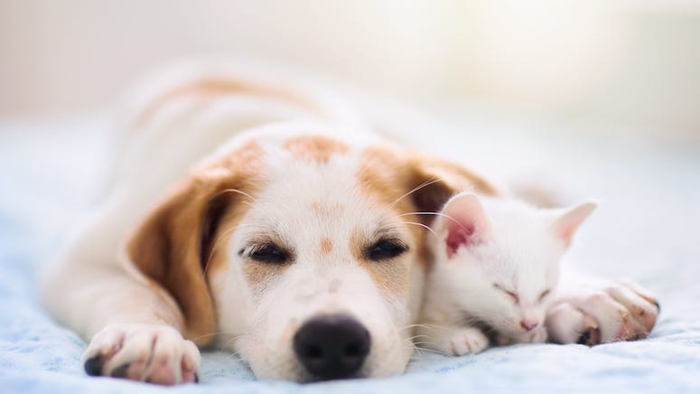PETA implores people to stop calling their animals ‘pets’