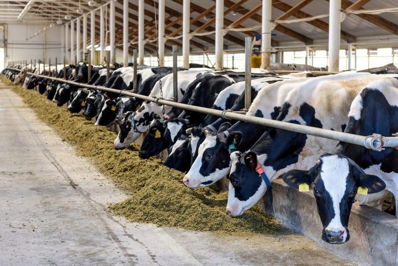 Cows