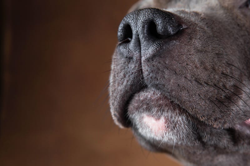 Police in Macomb County are looking for tips in identifying a male suspect who killed a resident's dog with a knife last week.
