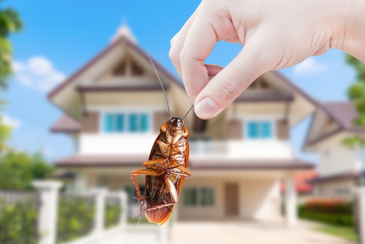Roach