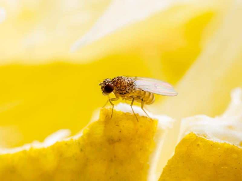 Six tropical fruit flies have been detected in the South Bay, officials announced.
