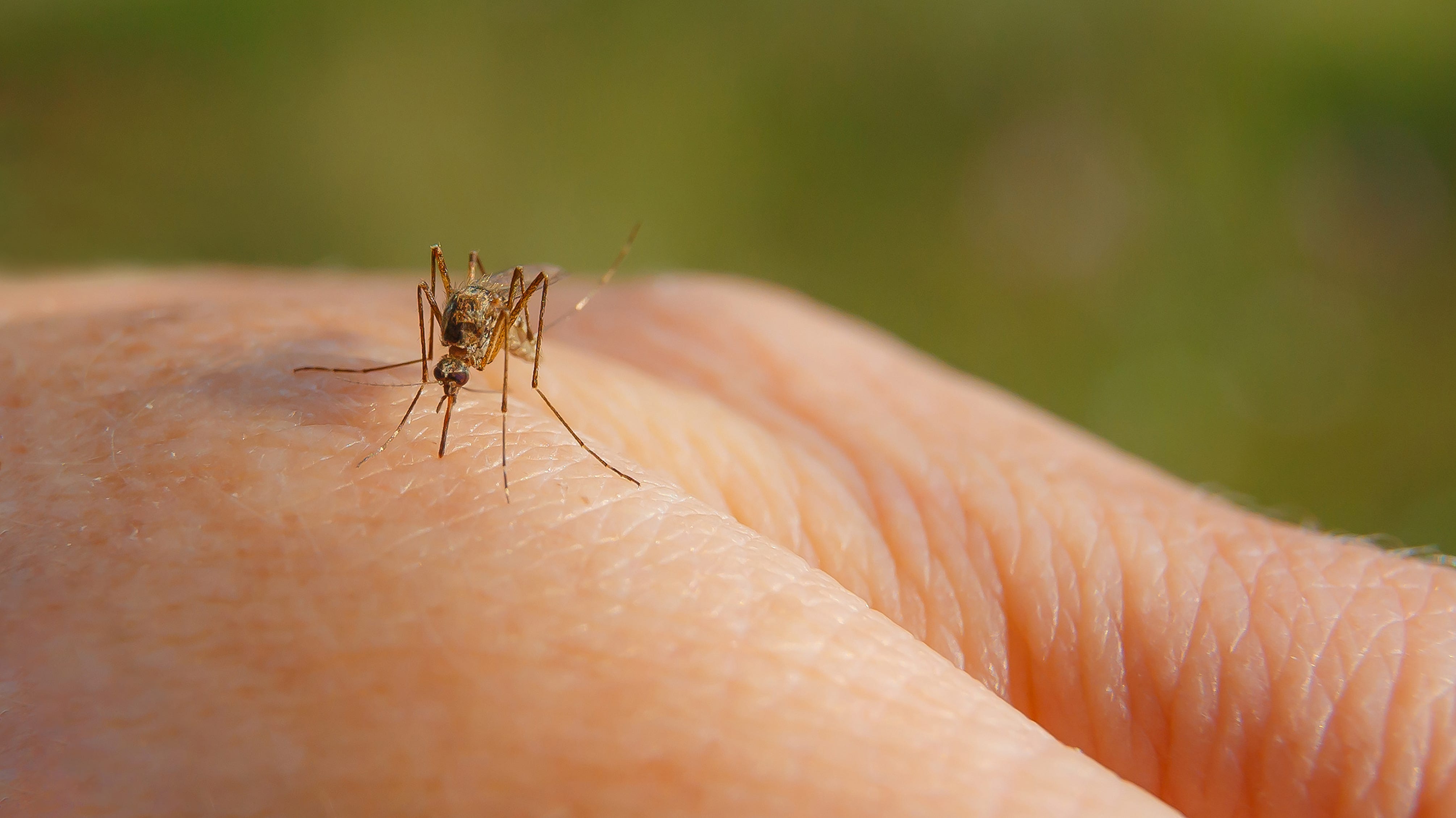 Illinois mosquitos test positive for West Nile virus