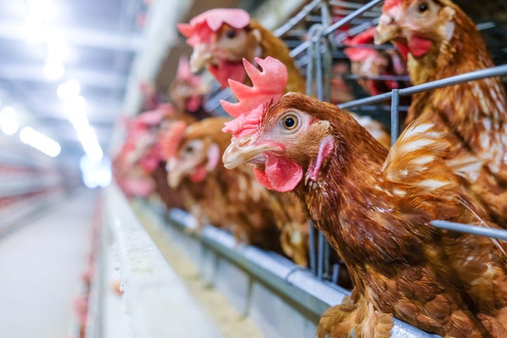 chickens