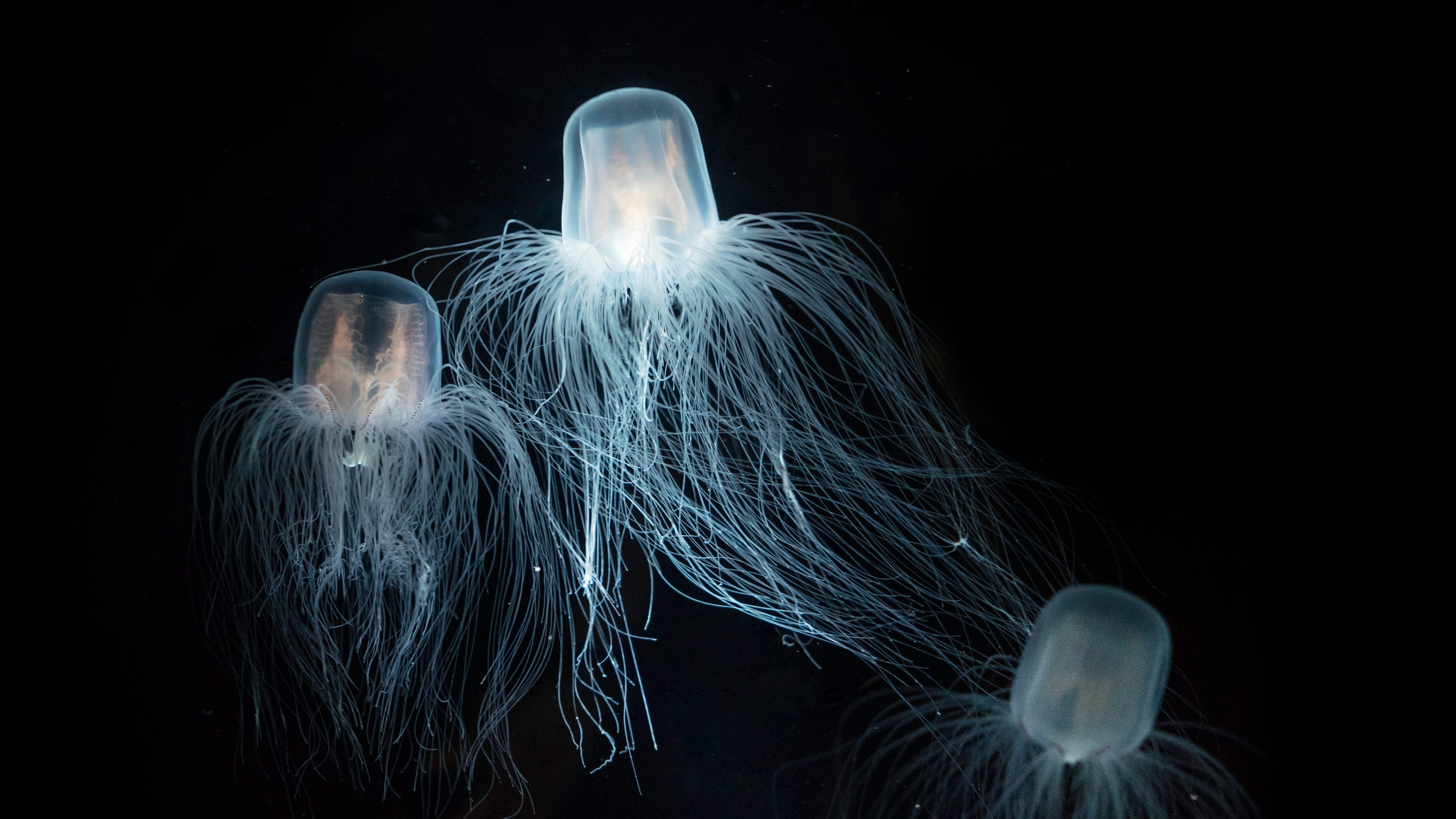 'Immortal jellyfish' could hold the secret to staying young