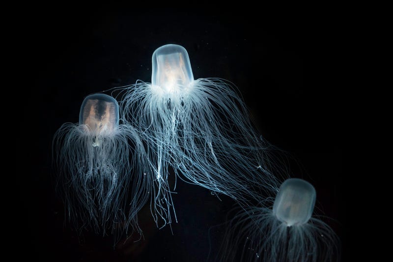 Researchers believe the answer to immortality might be found in a jellyfish called Turritopsis Dohrnii, colloquially called the "immortal jellyfish."