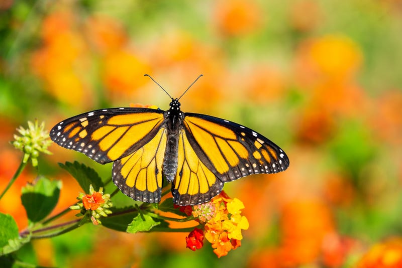 Monarch butterfly