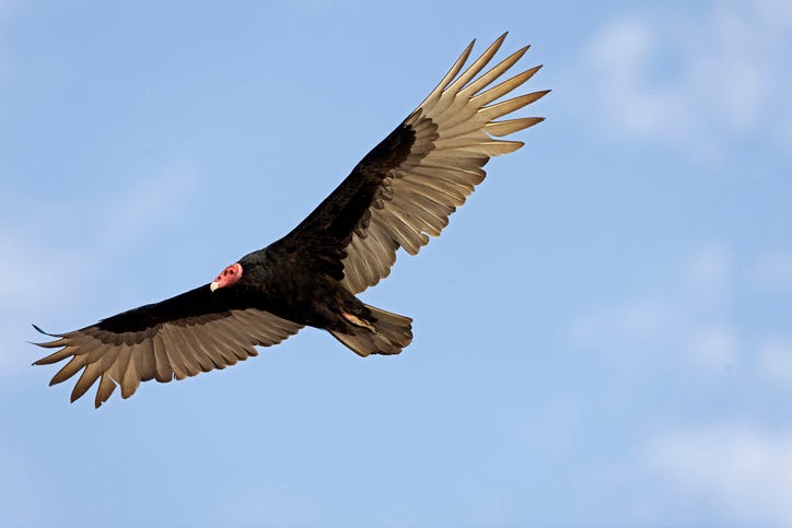 turkey vulture