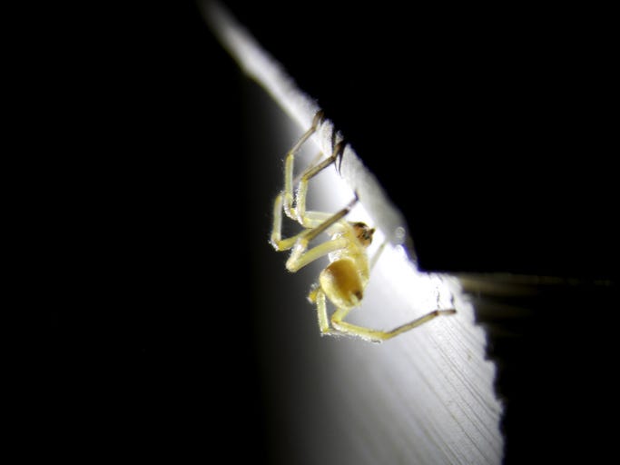 Spider
