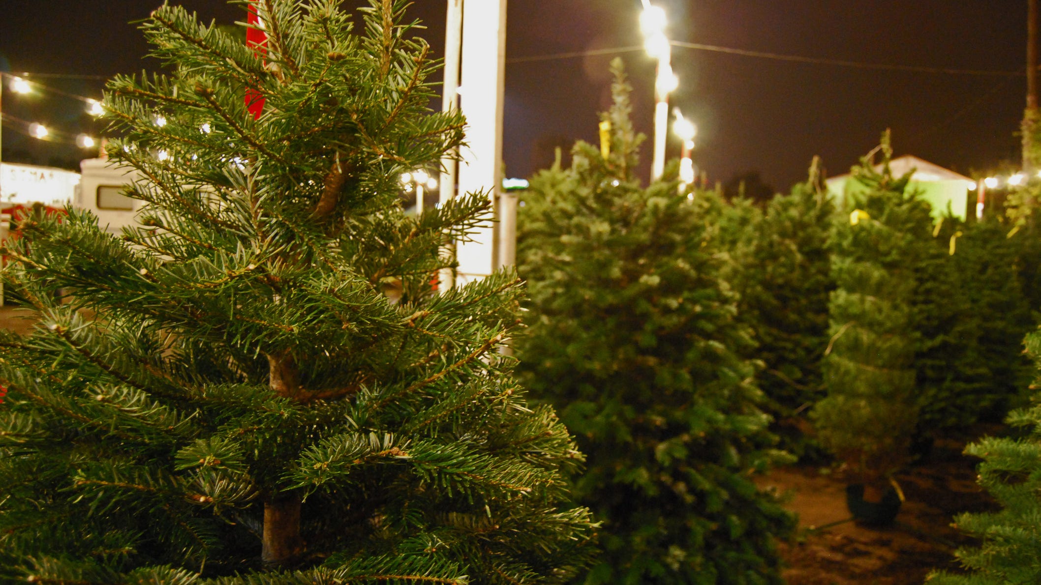 Free Christmas trees in Grapevine