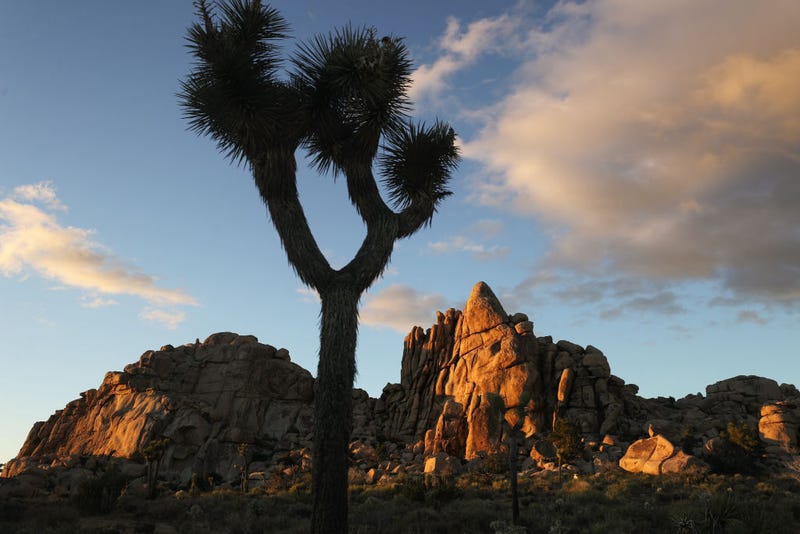 A Joshua tree stands in Joshua Tree National Park one day after the park reopened after being closed for two months due to the coronavirus pandemic on May 18, 2020 in Joshua Tree National Park, California. Trails, parking lots, and some camping facilities were open although visitors were scarce today as the spread of COVID-19 continues. (Photo by Mario Tama/Getty Images)