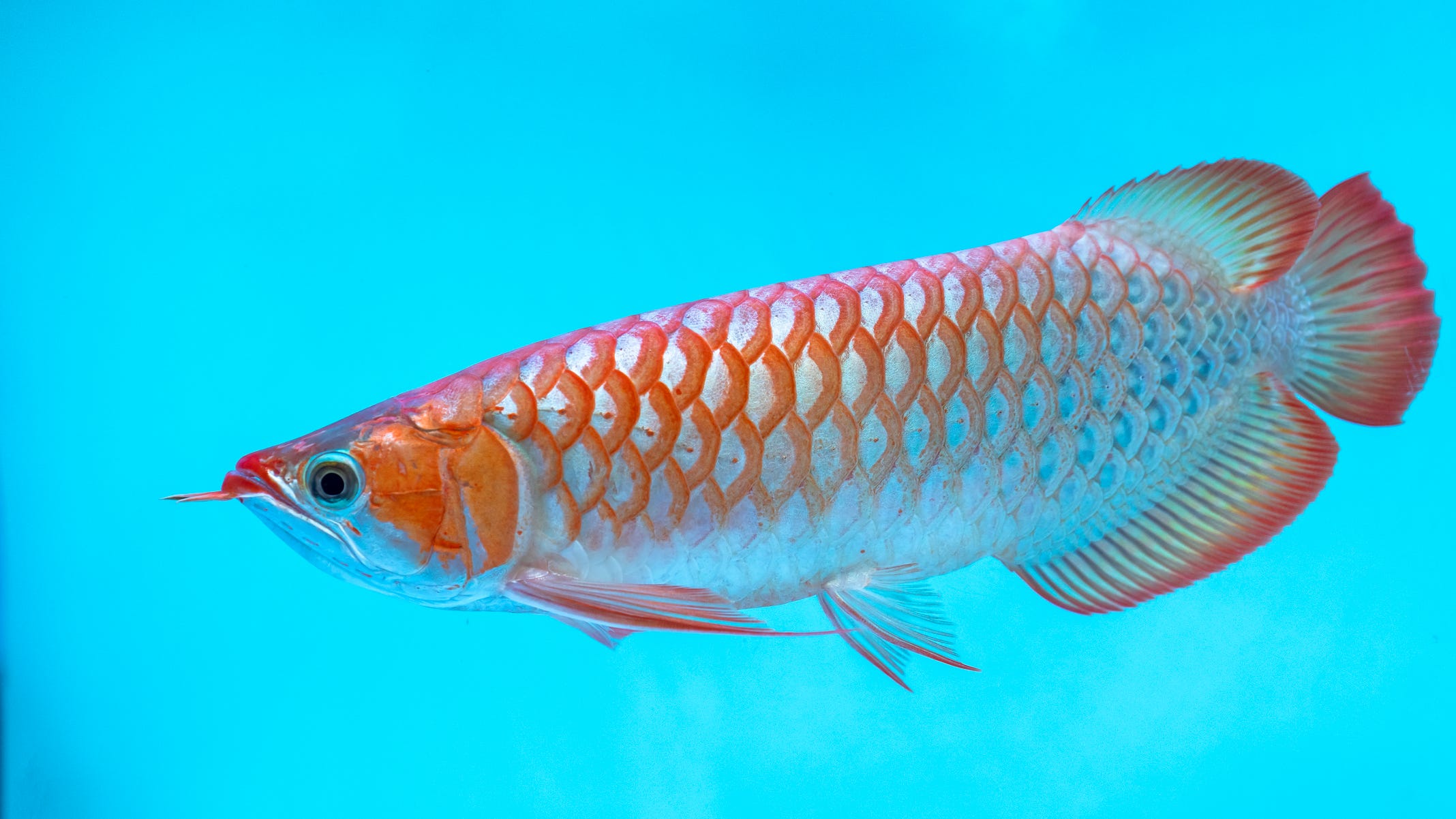 Pittsburgh man indicted for trafficking endangered and invasive fish