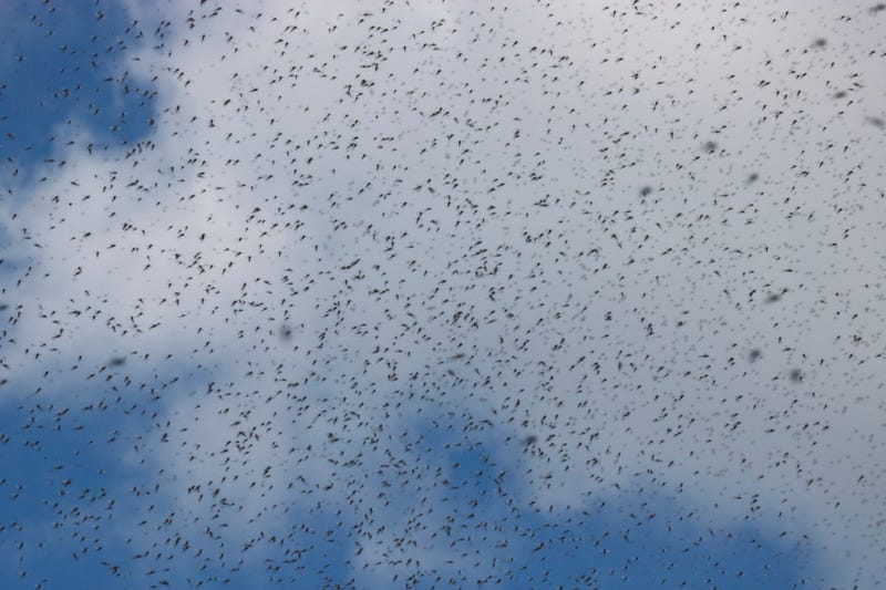 swarm