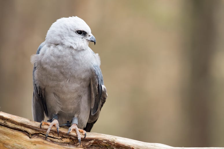 Mississippi Kite bird perched on a branch