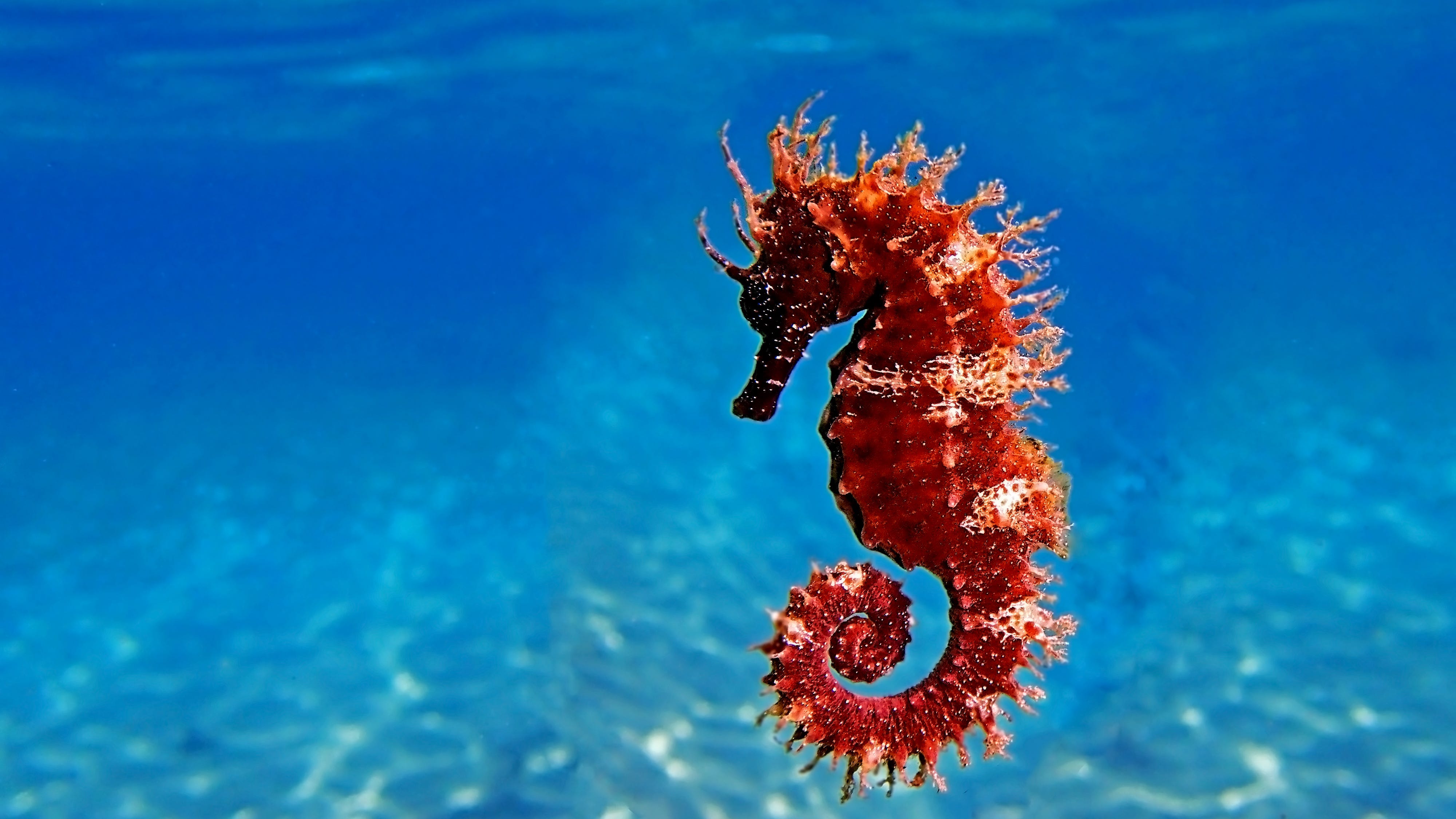 PODCAST: Are seahorses secret assassins?