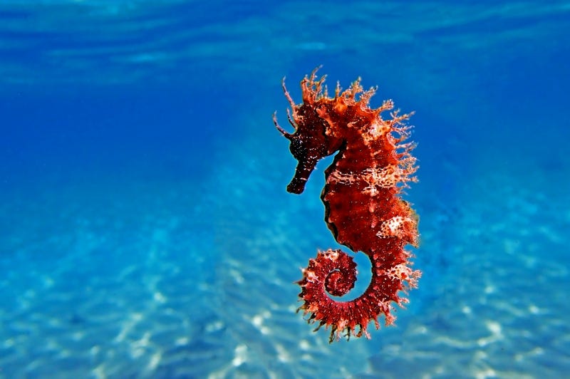 Red long-snouted seahorse - Hippocampus guttulatus - stock photo