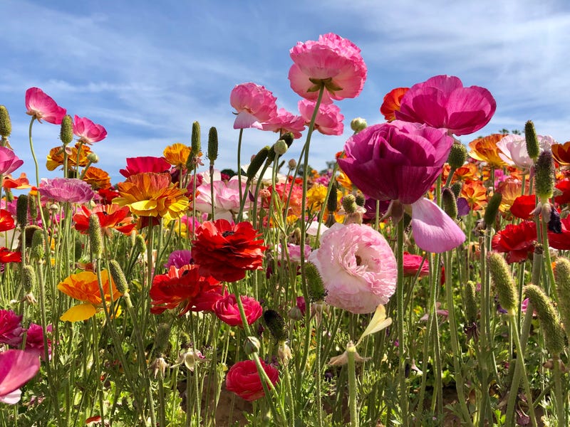 Up-close photo of the ranunculus at the Flower Fields in Carlsbad.