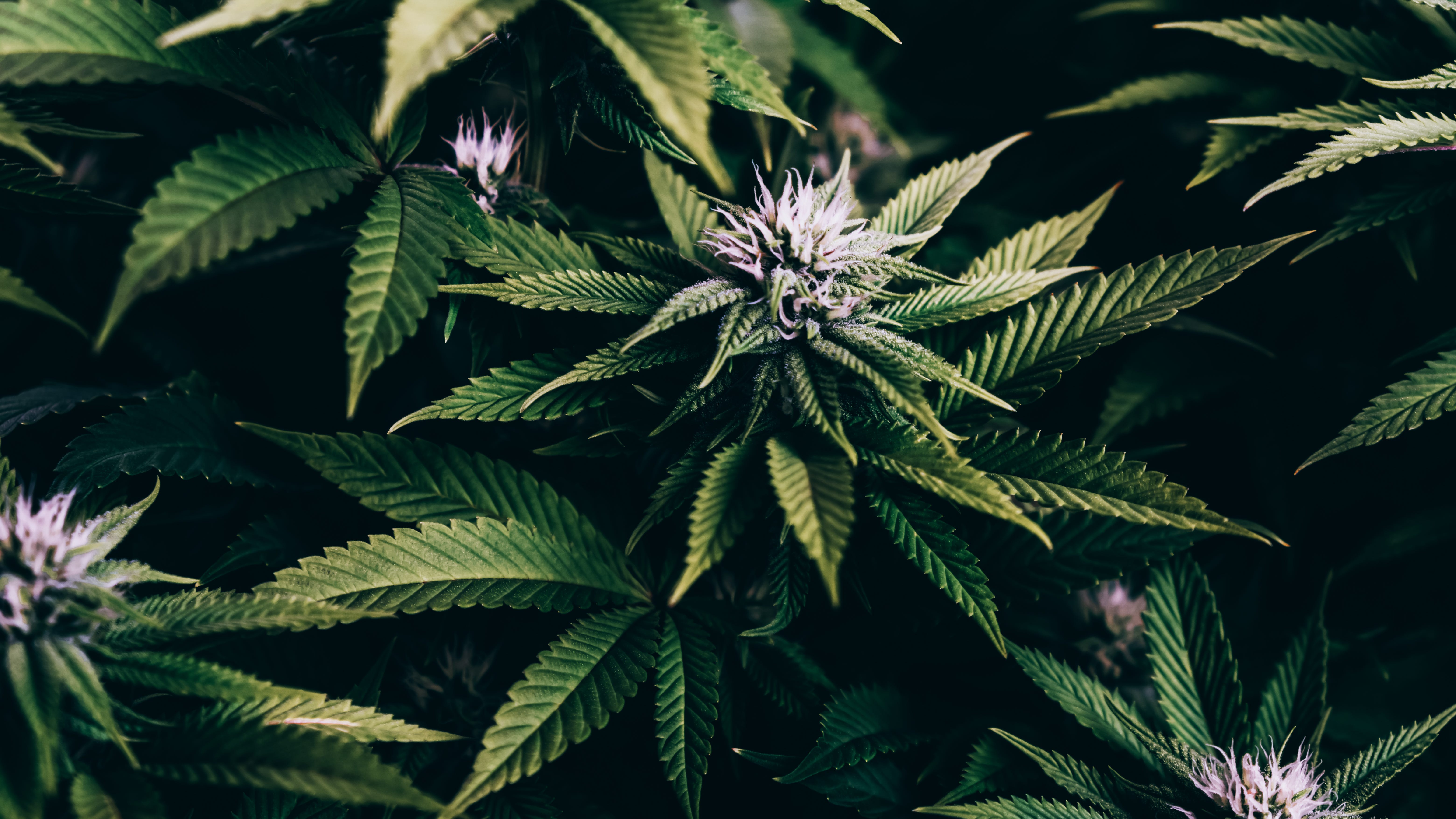 Kane County now approves marijuana businesses in unincorporated areas