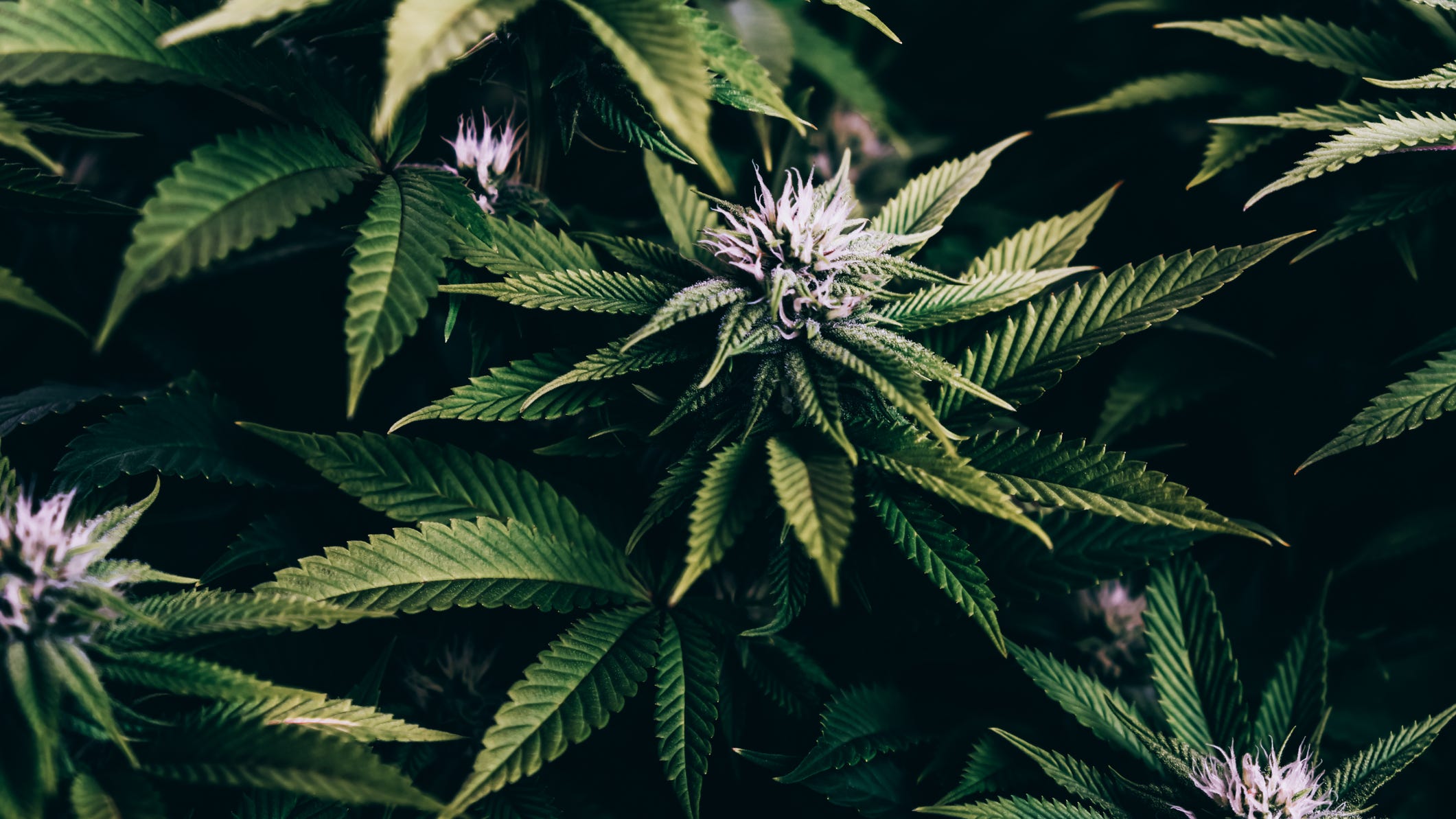 More marijuana growers and sellers on the way in Illinois